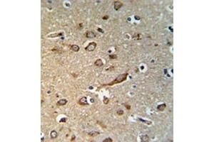 Immunohistochemistry analysis in human brain tissue (formalin-fixed, paraffin-embedded) using GPR180/ITR Antibody , followed by peroxidase conjugation of the secondary antibody and DAB staining.