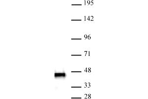 SMARCB1 antibody (mAb) (Clone 2C2) tested by Western blot. (SMARCB1 anticorps)