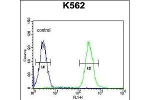 TNFAIP8 Antibody (N-term) (ABIN654922 and ABIN2844566) flow cytometric analysis of K562 cells (right histogram) compared to a negative control cell (left histogram).