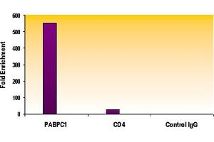 Histone H3 dimethyl Lys79 antibody tested by ChIP analysis.