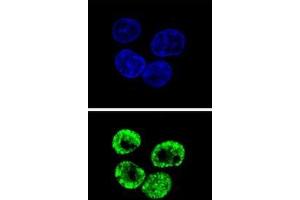Confocal immunofluorescent analysis of CCNI2 Antibody (Center)(Cat#AP50818PU-N) with HepG2 cell followed by Alexa Fluor 488-conjugated goat anti-rabbit lgG (green). (CCNI2 anticorps  (Middle Region))