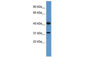 OR2W1 antibody used at 0. (OR2W1 anticorps  (C-Term))