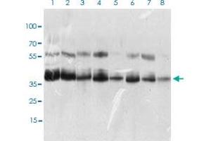Western blot analysis of Lane 1: K562 cell lysate; Lane 2: HEK293 cell lysate; Lane 3: NTERA-2 cell lysate; Lane 4: Hela cell lysate; Lane 5: HepG2 cell lysate; Lane 6: Jurkat cell lysate; Lane 7: A431 cell lysate; Lane 8: NIH/3T3 cell lysate with KHDRBS2 monoclonal antibody, clone 7G8C10  at 1:500-1:2000 dilution. (KHDRBS2 anticorps  (AA 160-349))