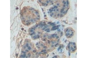 IHC-P analysis of Mouse Tissue, with DAB staining. (GZMB anticorps  (AA 16-244))