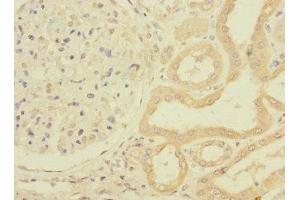 Immunohistochemistry of paraffin-embedded human kidney tissue using ABIN7162794 at dilution of 1:100 (PPIAL4G anticorps  (AA 1-164))