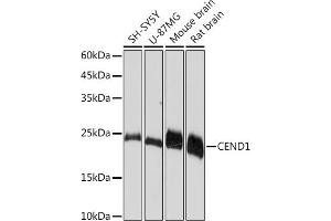 Western blot analysis of extracts of various cell lines, using CEND1 Rabbit mAb (ABIN7266242) at 1:1000 dilution. (CEND1 anticorps)