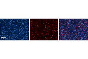 GPAA1 antibody - C-terminal region          Formalin Fixed Paraffin Embedded Tissue:  Human Liver Tissue    Observed Staining:  Cytoplasm in sinusoids of liver   Primary Antibody Concentration:  1:100    Secondary Antibody:  Donkey anti-Rabbit-Cy3    Secondary Antibody Concentration:  1:200    Magnification:  20X    Exposure Time:  0. (GPAA1 anticorps  (C-Term))