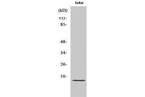 Western Blotting (WB) image for anti-Growth Arrest and DNA-Damage-Inducible, gamma (GADD45G) (C-Term) antibody (ABIN3184726) (GADD45G anticorps  (C-Term))