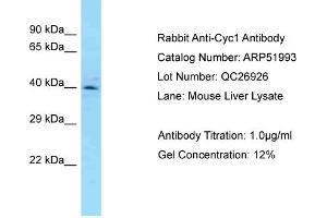 Western Blotting (WB) image for anti-Cytochrome C1 (CYC1) (C-Term) antibody (ABIN2784726) (Cytochrome C1 anticorps  (C-Term))