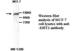 Image no. 1 for anti-Sirtuin 1 (SIRT1) (C-Term) antibody (ABIN791039) (SIRT1 anticorps  (C-Term))