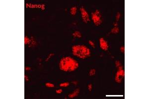 Nanog antibody (pAb) tested by Immunofluorescence Mouse embryonic stem cells (mESCs) grown on mouse embryonic fibroblast feeder cells (MEFs) were fixed with 4% paraformaldehyde for 10 minutes at room temperature. (Nanog anticorps  (N-Term))