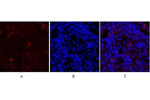 Immunofluorescence analysis of rat lung tissue.