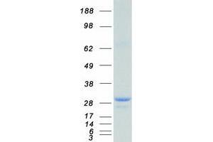 Validation with Western Blot