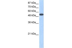 Western Blotting (WB) image for anti-Zinc Finger Protein 416 (ZNF416) antibody (ABIN2461246) (ZNF416 anticorps)