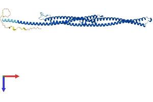 AlphaFold protein structure predicition of Mouse Recombinant Tekt4 Protein, UniprotID Q149S1