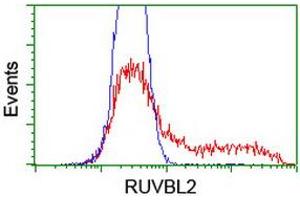 Image no. 1 for anti-RuvB-Like 2 (E. Coli) (RUVBL2) (AA 113-370) antibody (ABIN1490850) (RUVBL2 anticorps  (AA 113-370))