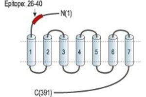 Representative domain view of the target of ABIN7043763. (SSTR1 anticorps  (Extracellular, N-Term))