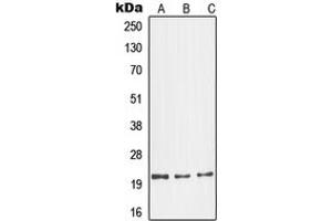 Western blot analysis of Glucagon expression in LO2 (A), mouse kidney (B), H9C2 (C) whole cell lysates.