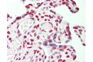 Anti-STAG1 / SA1 antibody IHC staining of human placenta.