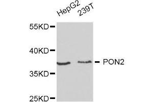 Western blot analysis of extracts of various cell lines, using PON2 antibody. (PON2 anticorps  (AA 1-210))