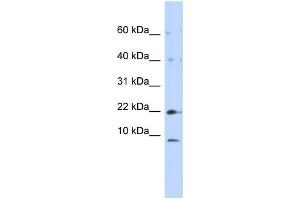 Western Blotting (WB) image for anti-NADH Dehydrogenase (Ubiquinone) 1, Subcomplex Unknown, 2, 14.5kDa (NDUFC2) antibody (ABIN2459025) (NDUFC2 anticorps)
