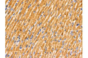 ABIN6262707 and ABIN6266568 at 1/100 staining Rat heart tissue by IHC-P. (PRAF2 anticorps  (C-Term))