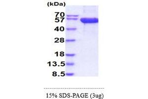 SDS-PAGE (SDS) image for Killer Cell Lectin-Like Receptor Subfamily B, Member 1 (KLRB1) (AA 67-225) protein (hIgG-His-tag) (ABIN7529374)