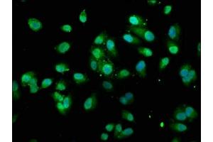 Immunofluorescence staining of Hela cells with ABIN7172014 at 1:100, counter-stained with DAPI. (TXN anticorps  (AA 2-105))