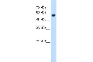Western Blotting (WB) image for anti-C-Type Lectin Domain Family 4, Member M (CLEC4M) antibody (ABIN2462578) (C-Type Lectin Domain Family 4, Member M (CLEC4M) anticorps)