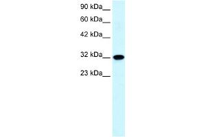 WB Suggested Anti-AQP7 Antibody Titration:  0. (Aquaporin 7 anticorps  (C-Term))