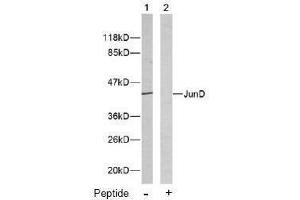 Image no. 3 for anti-Jun D Proto-Oncogene (JUND) (Ser255) antibody (ABIN197142)
