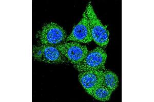 Confocal immunofluorescent analysis of GDH Antibody (C-term ) 7873b with Hela cell followed by Alexa Fluor 488-conjugated goat anti-rabbit lgG (green). (GAPDH anticorps  (C-Term))