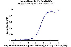 Immobilized Human Siglec-2, hFc Tag at 0. (CD22 Protein (AA 20-687) (Fc Tag))