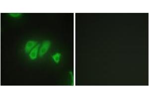 Immunofluorescence analysis of HepG2 cells, using PDZD2 Antibody. (PDZD2 anticorps  (AA 51-100))