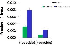 Chromatin Immunoprecipitation (ChIP) Using BRD4 antibody - C-terminal region  and HCT116 Cells