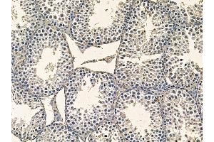 ABIN7095364 and ABIN7099421 at 1/100 staining mouse testis tissue by IHC-P. (WDR76 anticorps)