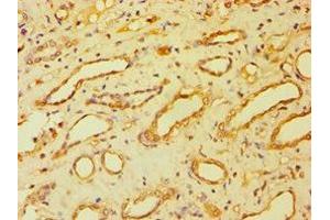 Immunohistochemistry of paraffin-embedded human kidney tissue using ABIN7145262 at dilution of 1:100 (BSND anticorps  (AA 54-320))