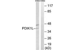 Western blot analysis of extracts from K562 cells, using PDIK1L Antibody. (PDIK1L anticorps  (AA 101-150))
