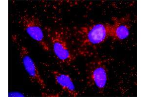 Proximity Ligation Analysis of protein-protein interactions between RXRA and CTNNB1.