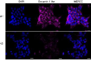 anti-Dynamin 1-Like (DNM1L) antibody