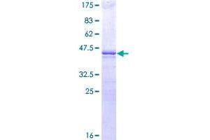 Image no. 1 for POU Class 5 Homeobox 1 (POU5F1) (AA 1-164) protein (GST tag) (ABIN1315801)