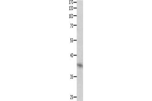 Western Blotting (WB) image for anti-Dual Specificity Phosphatase 12 (DUSP12) antibody (ABIN2421549)