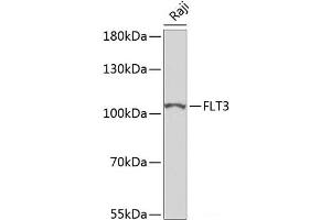 Western blot analysis of extracts of Raji cells using FLT3 Polyclonal Antibody at dilution of 1:500. (FLT3 anticorps)