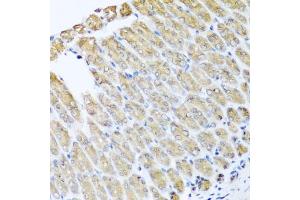 Immunohistochemistry of paraffin-embedded mouse stomach using GFER antibody (ABIN5973176) at dilution of 1/100 (40x lens). (GFER anticorps)