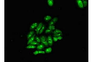 Immunofluorescent analysis of Hela cells using ABIN7160401 at dilution of 1:100 and Alexa Fluor 488-congugated AffiniPure Goat Anti-Rabbit IgG(H+L) (MBP anticorps  (AA 1-197))