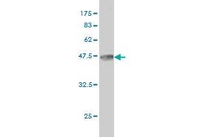 Western Blot detection against Immunogen (36.