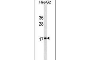 HMG2 Antibody ABIN1539937 western blot analysis in HepG2 cell line lysates (35 μg/lane). (HMGB2 anticorps  (AA 64-92))