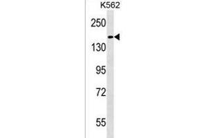 HEPHL1 Antibody (N-term) (ABIN1539164 and ABIN2850036) western blot analysis in K562 cell line lysates (35 μg/lane). (HEPHL1 anticorps  (N-Term))