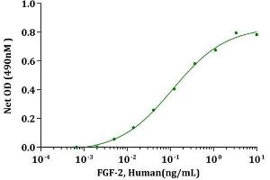 FGF-basic (154aa), Human  stimulates cell proliferation of Balb/3T3 cells.