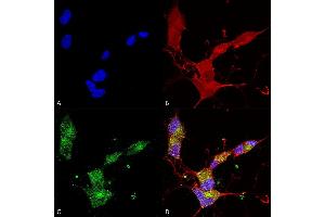 Immunocytochemistry/Immunofluorescence analysis using Mouse Anti-KCNQ4 Monoclonal Antibody, Clone N43/6 (ABIN2483186).